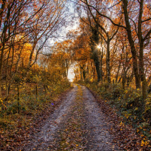 A4 Print - Autumn Lane